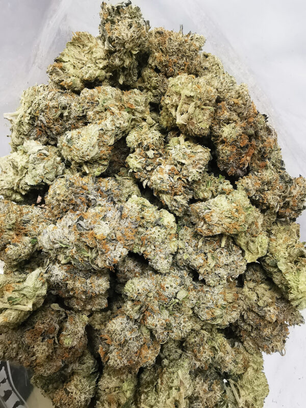 Green Valley's AAAA Pink Rockstar - Image 3