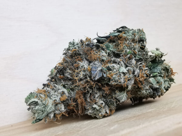 Green Valley's AAAA Pink Rockstar - Image 5