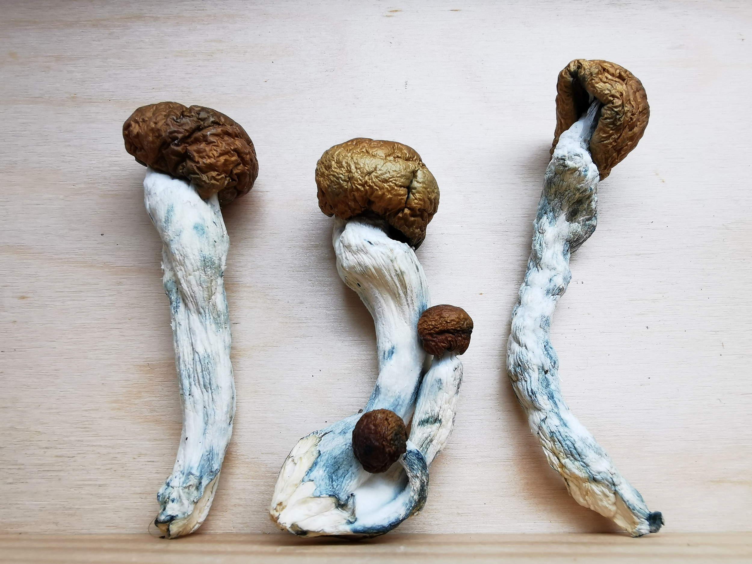 IMG_20251204_154330 Mountain Resort’s Penis Envy Magic Mushroom - Image 1