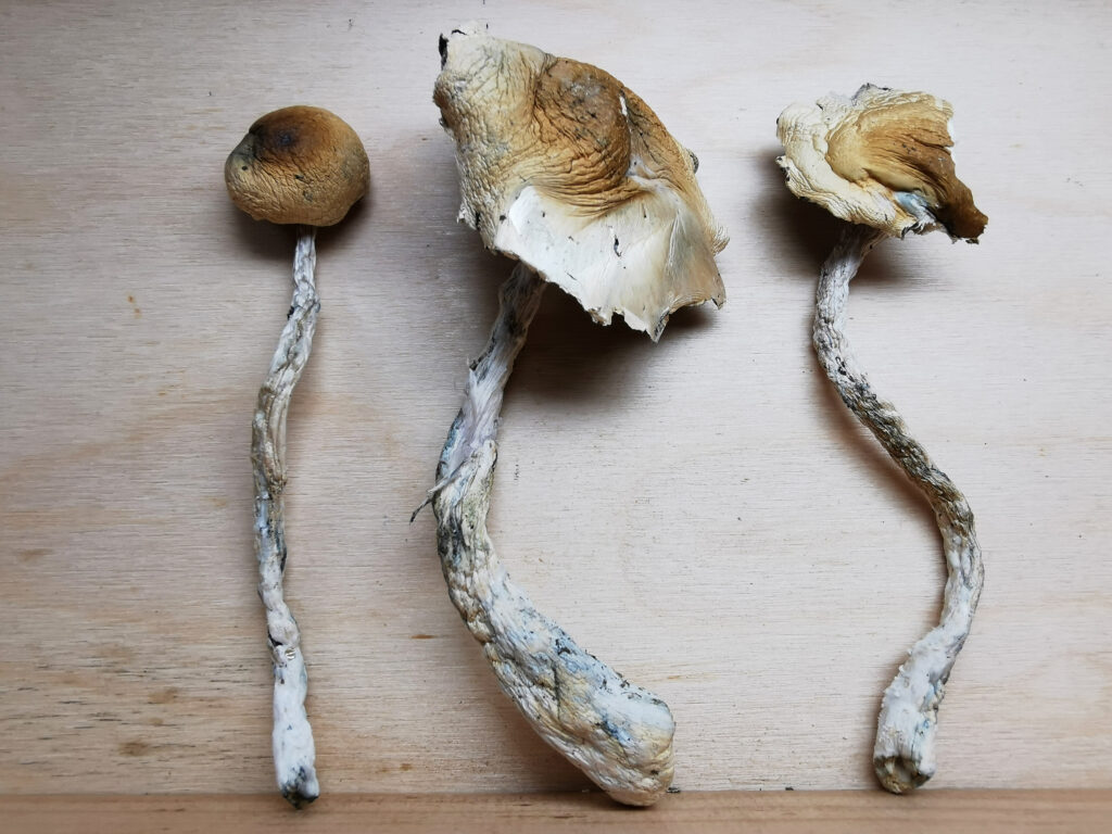 Buy Weed Online, BuyWeed247