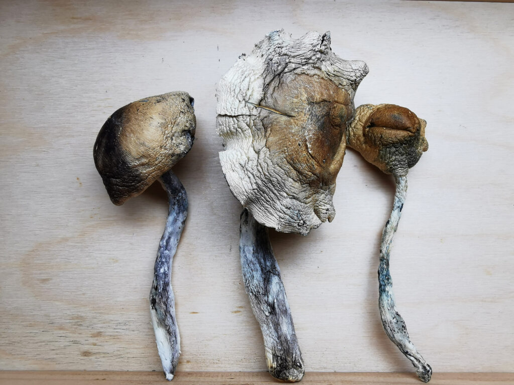 Buy Weed Online, BuyWeed247