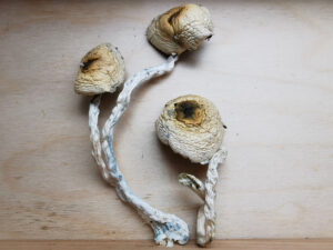 Buy Weed 247 vs. Cannawholesalers: Who Sells the Best Weed in Canada, BuyWeed247