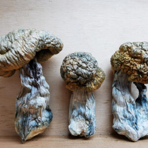 Mountain Resort’s Lizard King Magic Mushroom