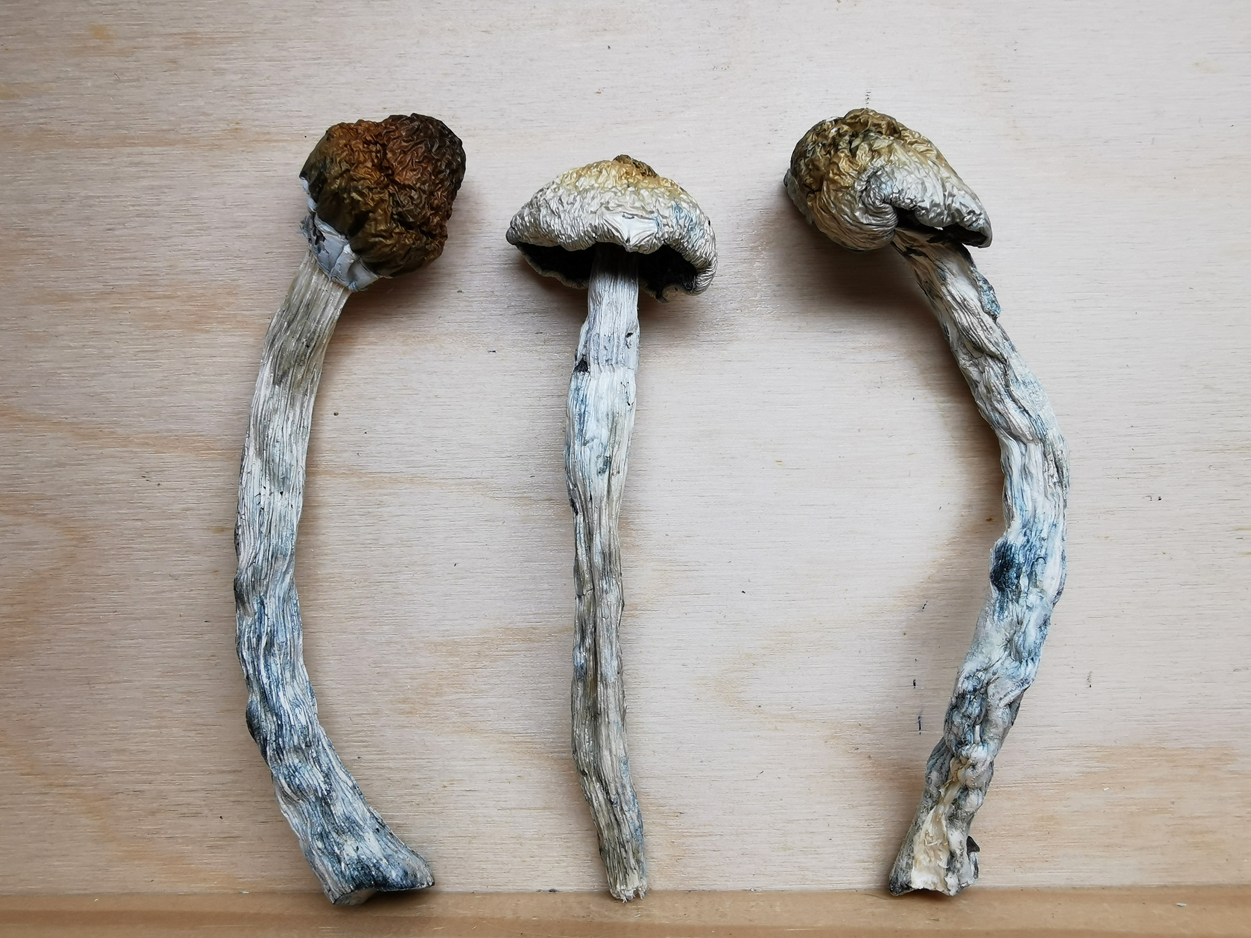 IMG_20251202_152902 Mountain Resort's Code Blue Magic Mushroom - Image 1