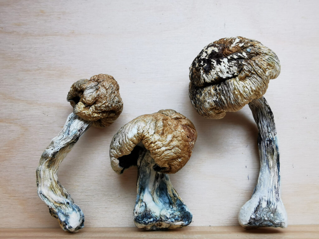 Buy Weed 247 vs. Cannablossom: What&rsquo;s the best MOM in Canada?, BuyWeed247