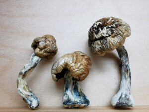 Buy Weed 247 vs. Cannawholesalers: Who Sells the Best Weed in Canada, BuyWeed247