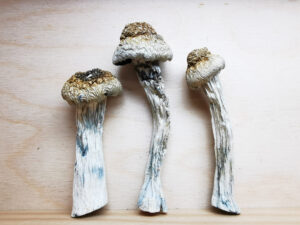 Buy Weed 247 vs. Cannawholesalers: Who Sells the Best Weed in Canada, BuyWeed247