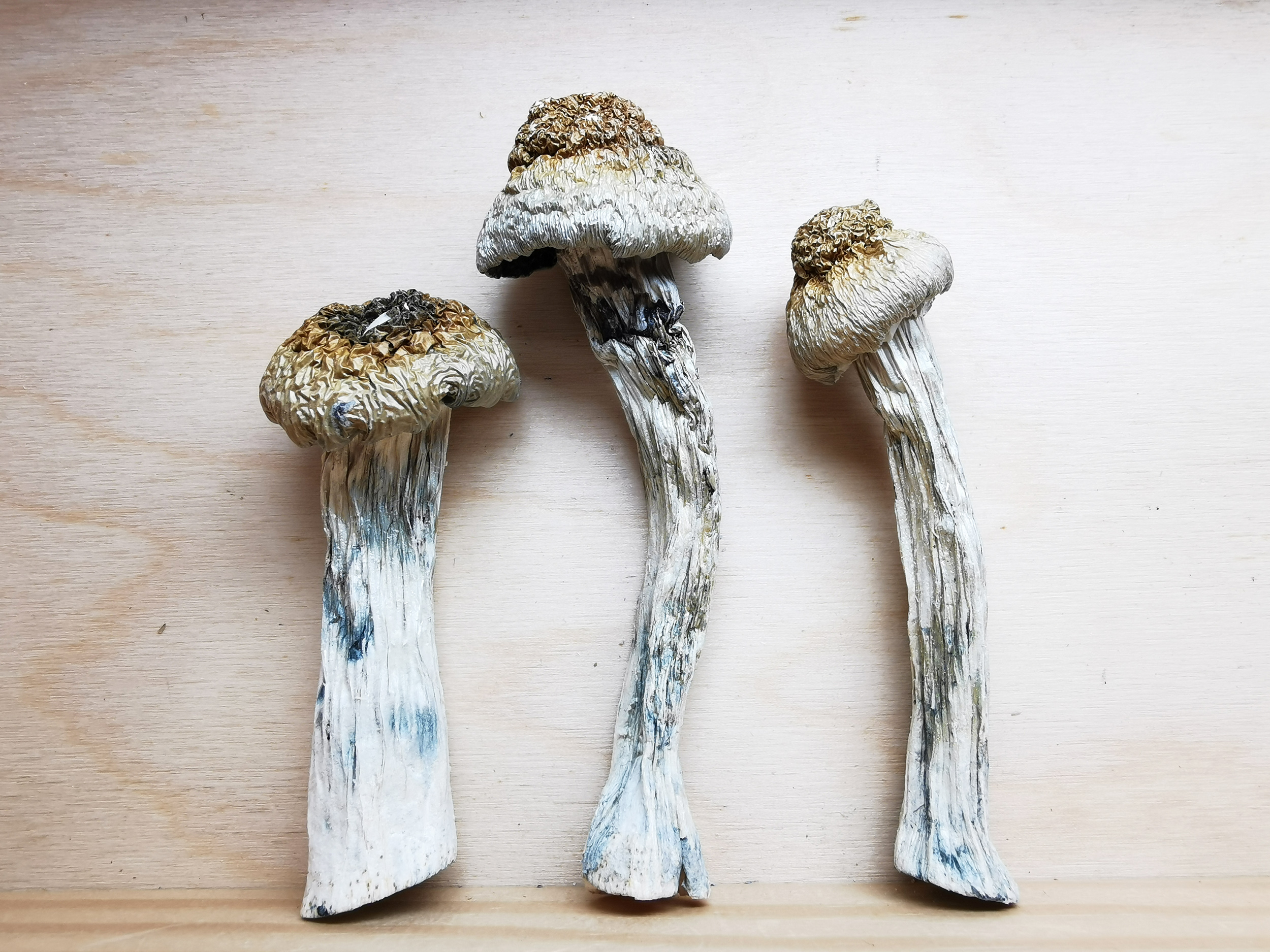 IMG_20251202_153248 Mountain Resort's Mazatapec Magic Mushroom - Image 1