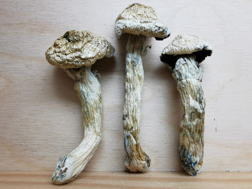 Buy Weed Online, BuyWeed247