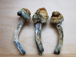 Buy Weed 247 vs. Cannawholesalers: Who Sells the Best Weed in Canada, BuyWeed247