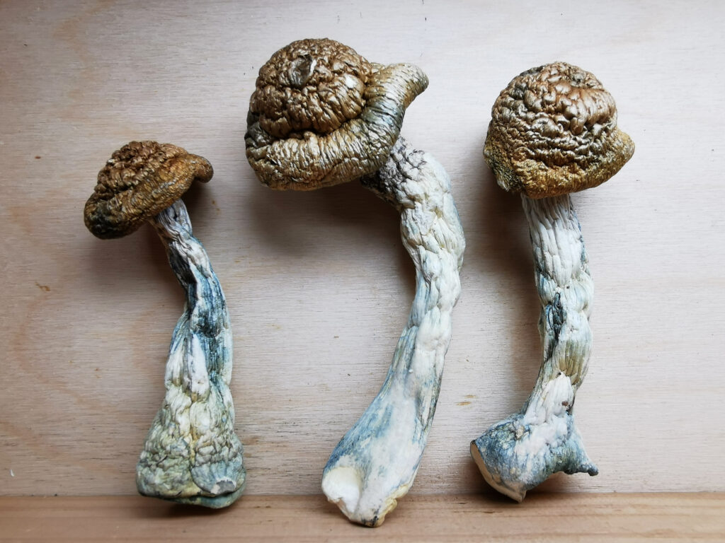 Buy Weed Online, BuyWeed247