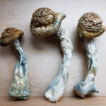 Mountain Resort's Penis Envy #7 Magic Mushroom