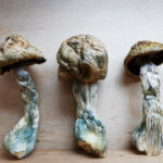 Mountain Resort's Mak Shak Magic Mushroom