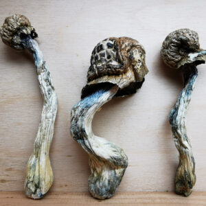 Mountain Resort's Mazatapec Magic Mushroom