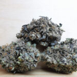 Green Valley's AAAA+ Black Bubba