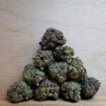 Bulk Sale GV's AAAA Blue Lobster Smalls