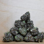 Green Valley's AAAA+ Purple Mimosa Smalls