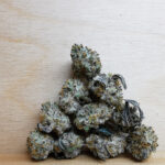 Bulk-Sale GV's AAAA Jack Herer Smalls
