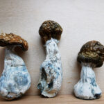 Mountain Resort's OG Penis Envy Magic Mushroom