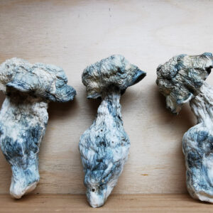 Mountain Resort's SV13 Magic Mushroom