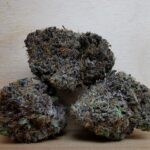 Green Valley's AAAA+ Blue Sunset Sherbet