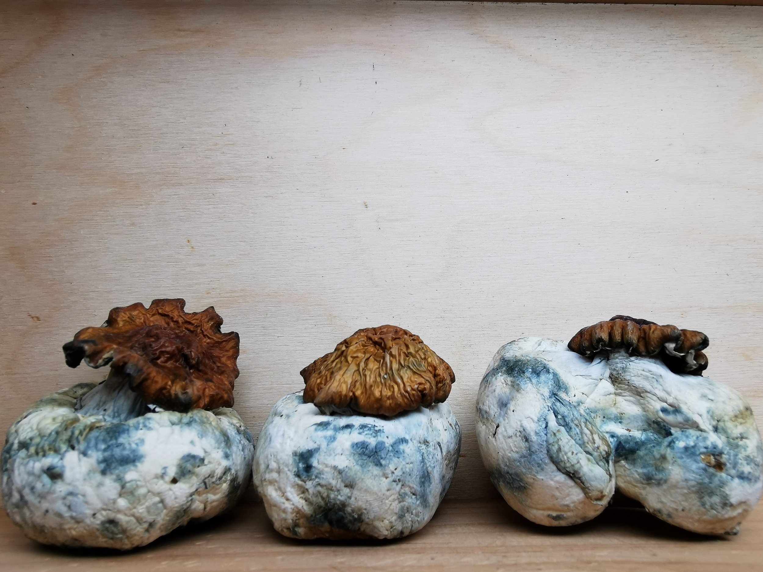 IMG_20260716_135530 Mountain Resort's King Kong Magic Mushrooms - Image 1