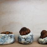 Mountain Resort's Dino Eggs Magic Mushrooms