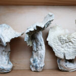 Mountain Resort's Atlantic Treasure Coast Magic Mushrooms