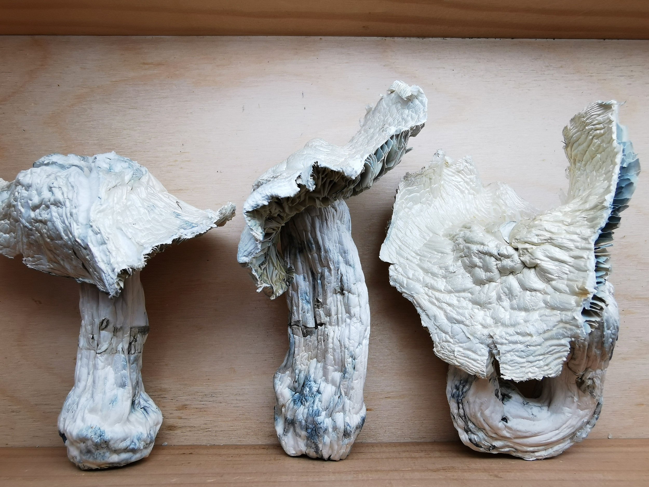 IMG_20260716_140431 Mountain Resort's Atlantic Treasure Coast Magic Mushrooms - Image 1