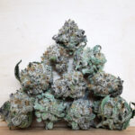 Green Valley's AAAA Blueberry Punch Smalls